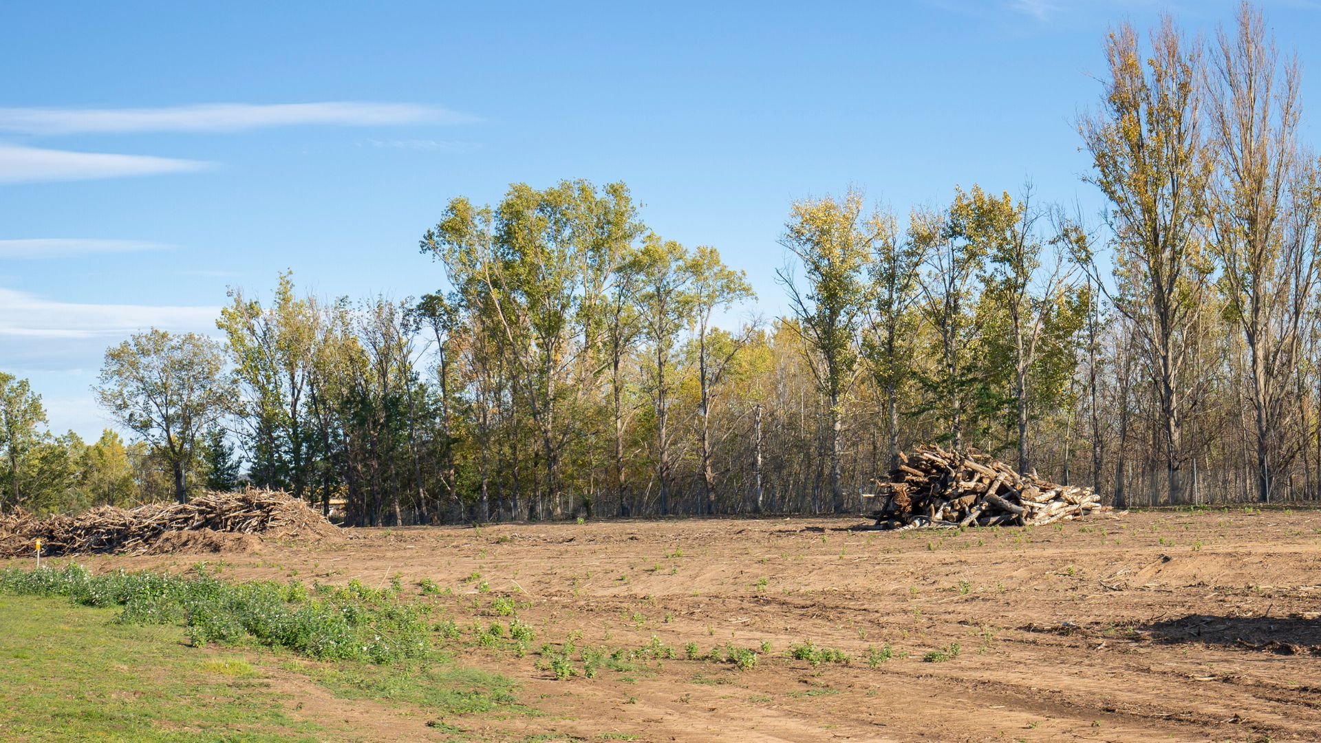 Cleared forest land with wood piles and sparse trees against blue sky